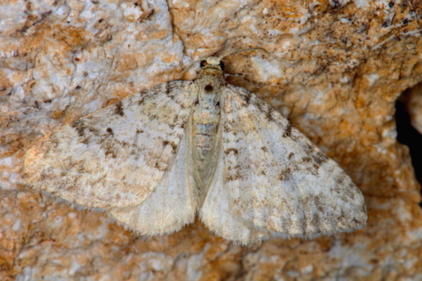 Geometridae - Perizoma minorata